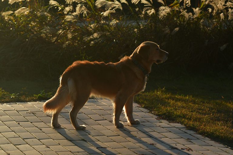 Read more about the article 망고와 제주 여행 – #2. 배타고 제주로