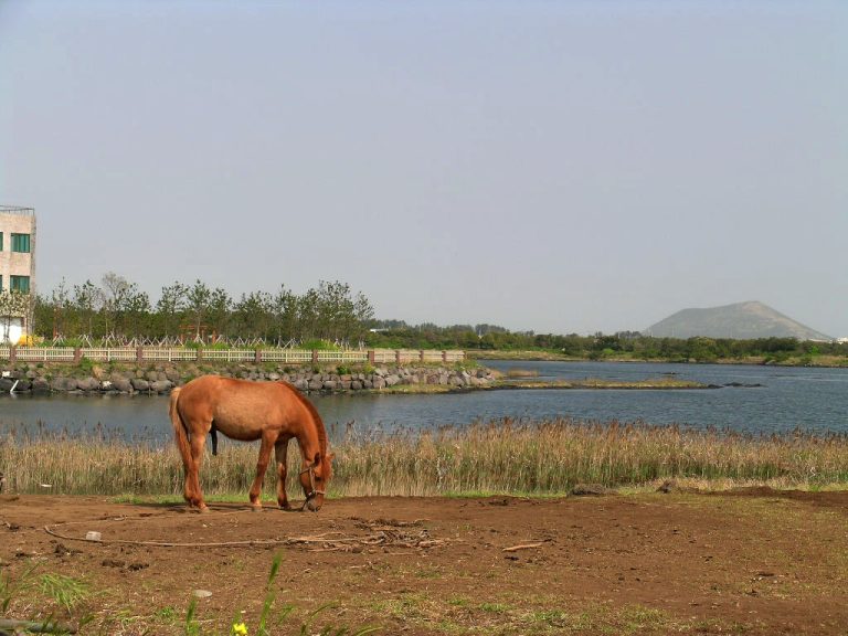 Read more about the article 제주 성산포의 말