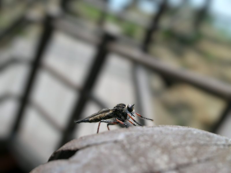 Read more about the article 성산 일출봉 벌레