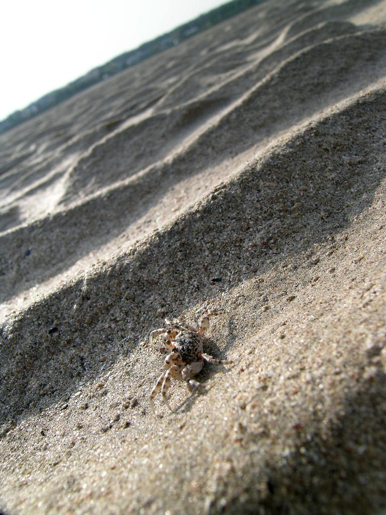 Read more about the article 표선 해수욕장 게