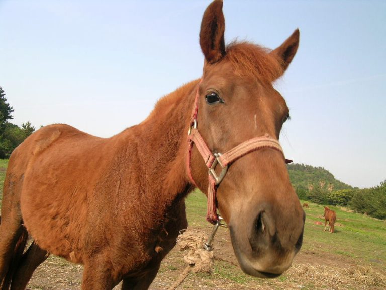 Read more about the article 제주 말