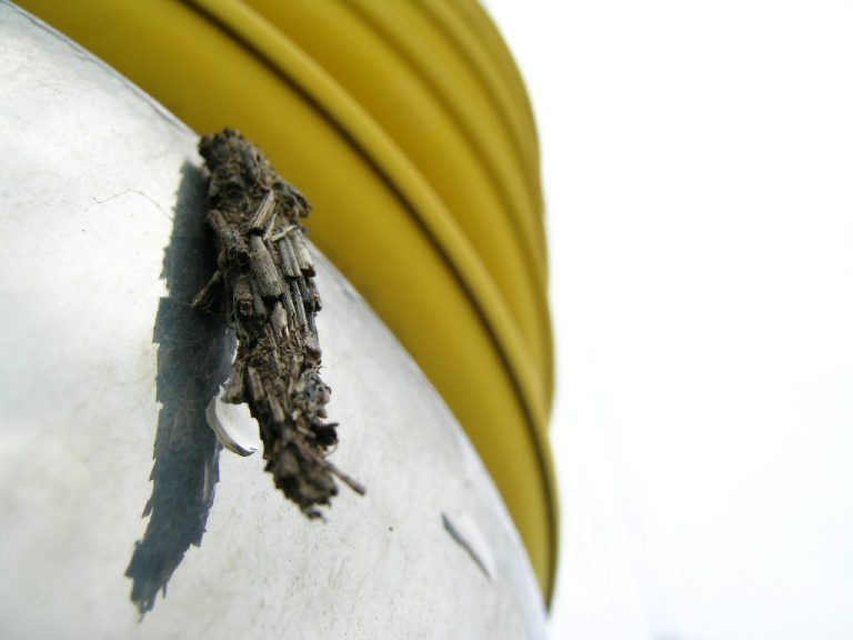 Read more about the article 번데기