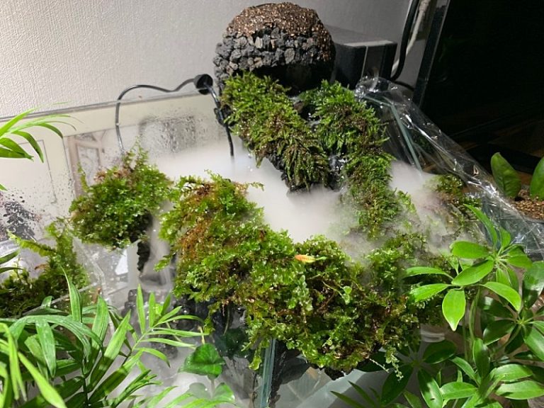 Read more about the article 도전! 테라리움 어항!