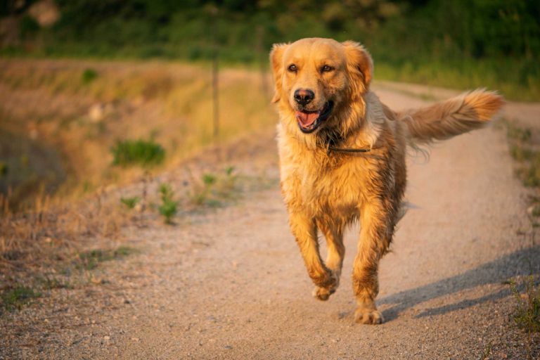 Read more about the article 2022년 05월 18일 망고