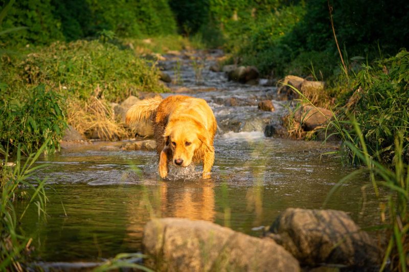 2022년 08월 05일 망고