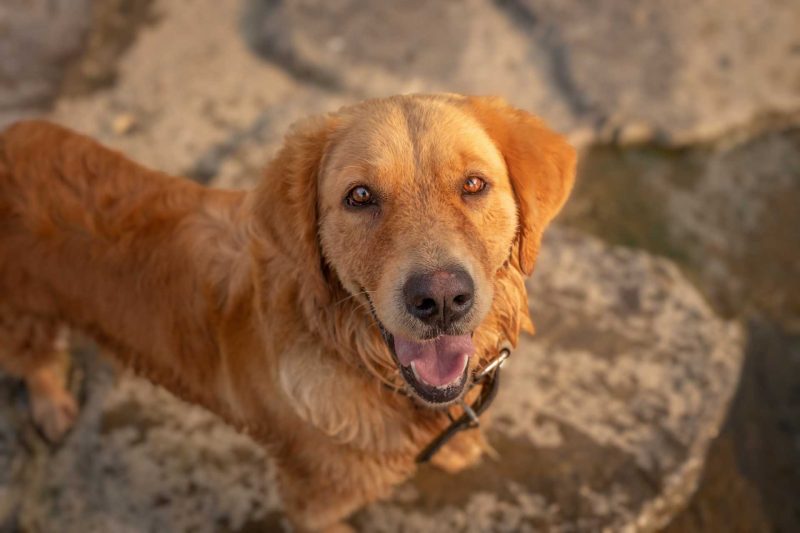 2022년 08월 05일 망고