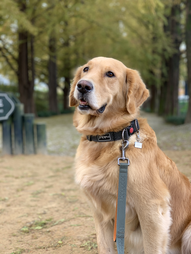 Read more about the article 망고와의 제주여행 – #1. 여행의 출발