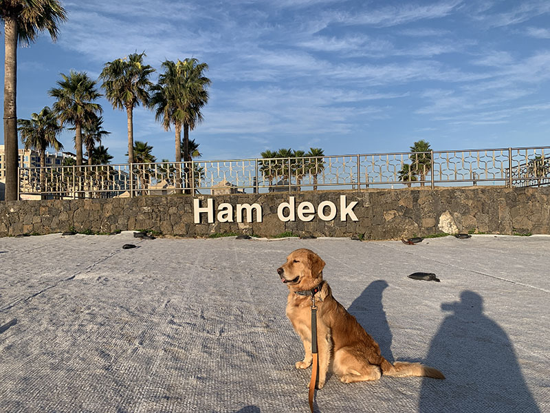 Read more about the article 망고와 제주 여행 – #3. 제주 첫째 날