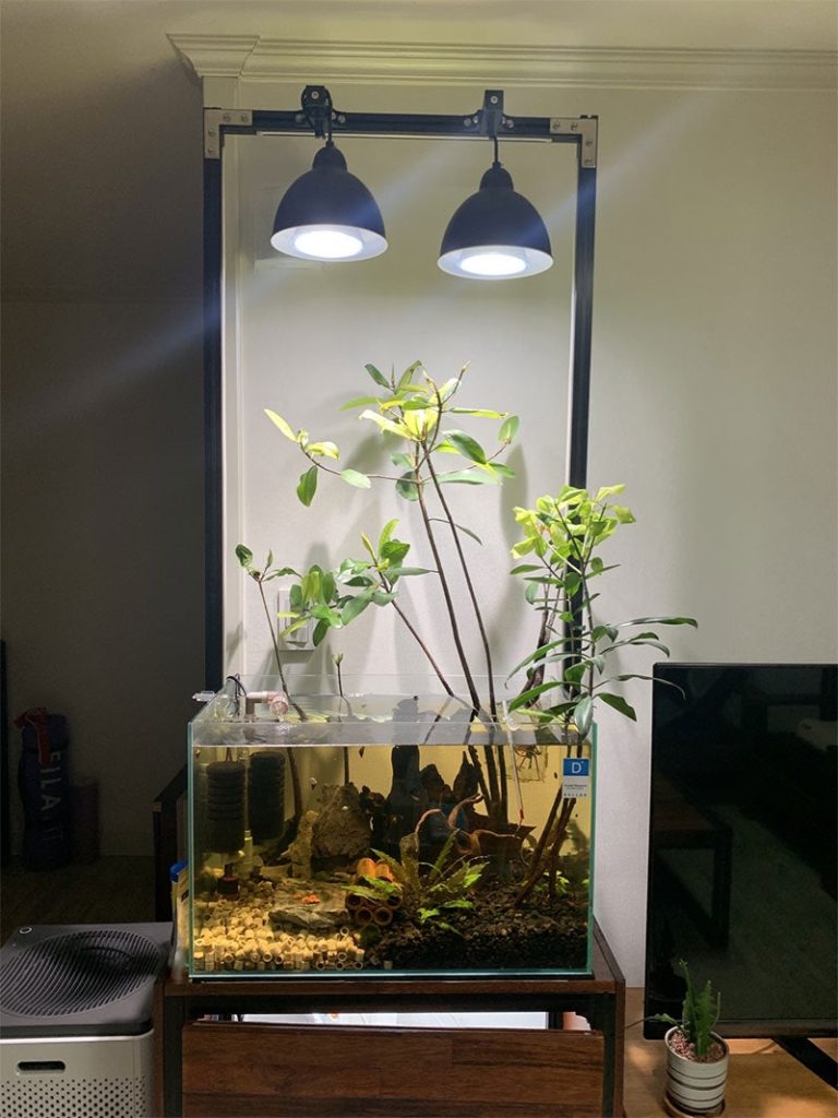 Read more about the article 6년차로 접어드는 레드 맹그로브 [수경] 키우기 과정