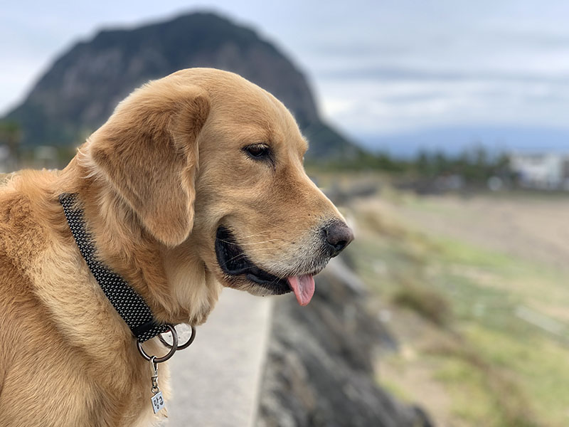 Read more about the article 망고와 제주 여행 – #4. 제주 둘째 날