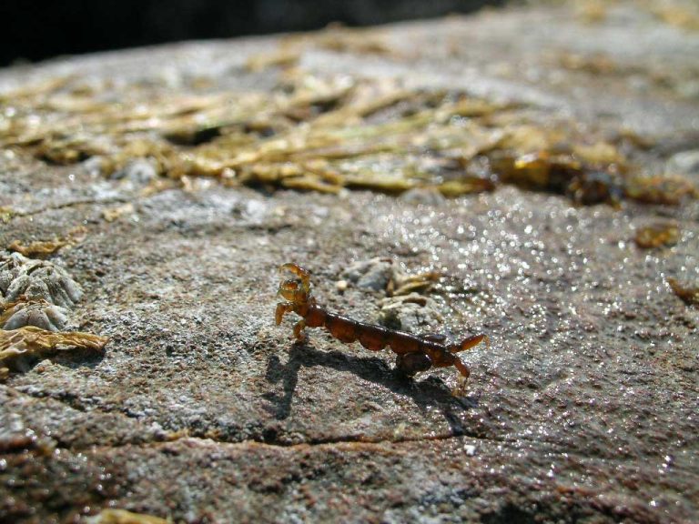 Read more about the article 2005년 04월 정동진 괴생물체