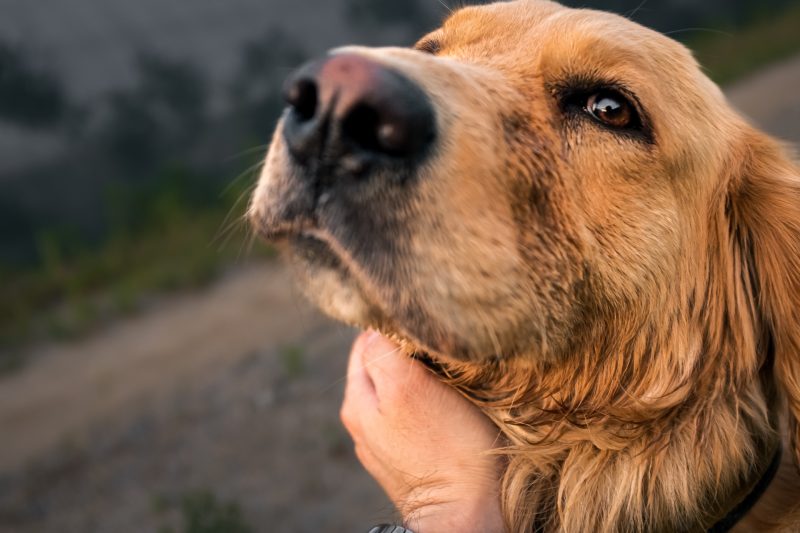 2022년 05월 18일 망고