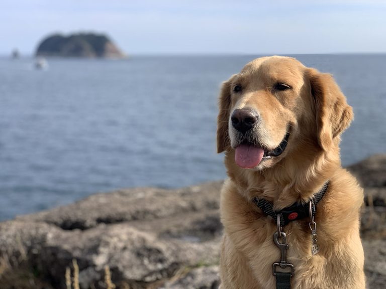 Read more about the article 망고와 제주 여행 – #5. 제주 세째 날