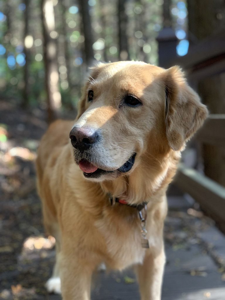 Read more about the article 망고와 제주 여행 – #6. 여행의 끝