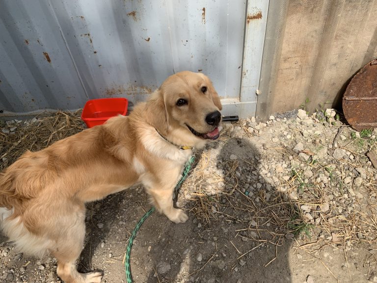 Read more about the article 2020년 09월 29일 망고가 처음 온 날