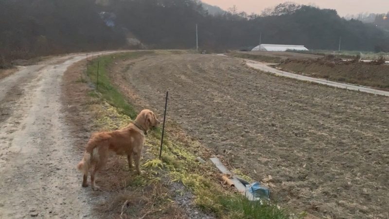 2022년 11월 10일 망고 동네 산책